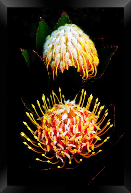 Pincushion Proteas Flowers on black Framed Print by Neil Overy