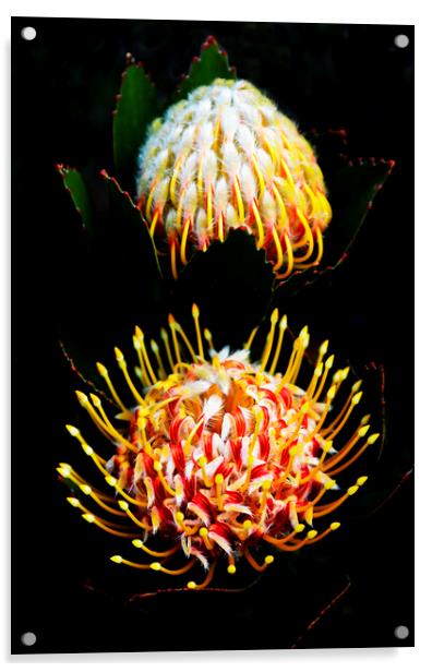 Pincushion Proteas Flowers on black Acrylic by Neil Overy
