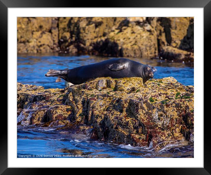 Seal on the Farne Islands in the UK Framed Mounted Print by Chris Dorney