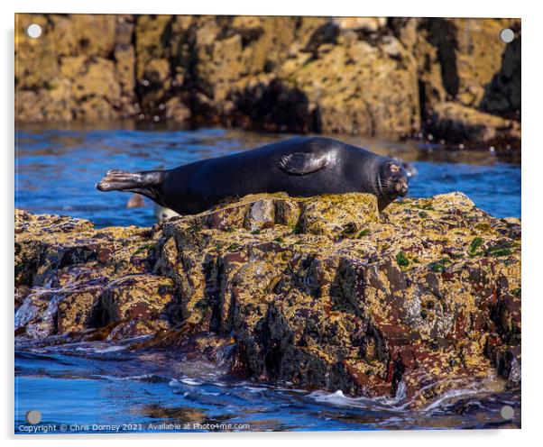 Seal on the Farne Islands in the UK Acrylic by Chris Dorney