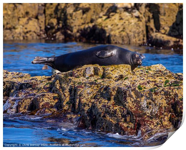Seal on the Farne Islands in the UK Print by Chris Dorney