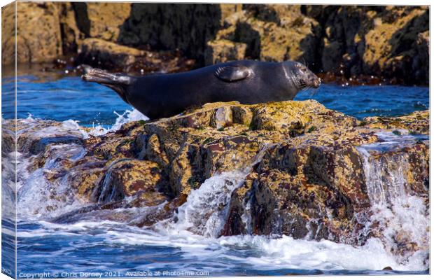 Seal on the Farne Islands in the UK Canvas Print by Chris Dorney