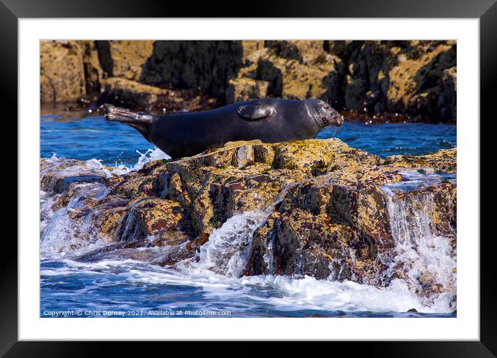 Seal on the Farne Islands in the UK Framed Mounted Print by Chris Dorney