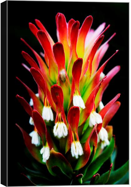 Common Pagoda Protea Flower  on black Canvas Print by Neil Overy