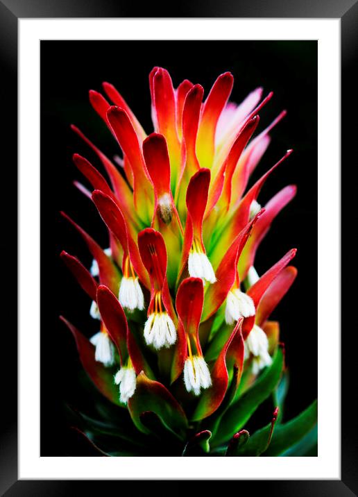 Common Pagoda Protea Flower  on black Framed Mounted Print by Neil Overy