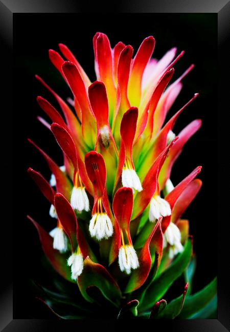 Common Pagoda Protea Flower  on black Framed Print by Neil Overy