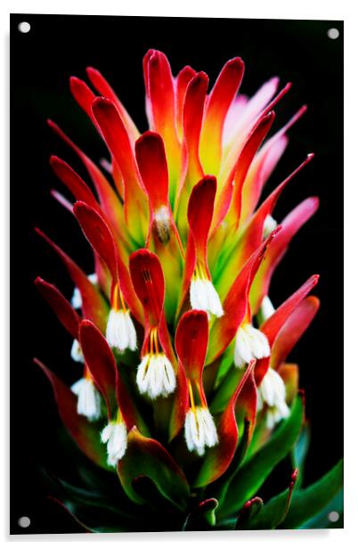 Common Pagoda Protea Flower  on black Acrylic by Neil Overy