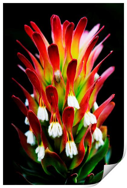 Common Pagoda Protea Flower  on black Print by Neil Overy