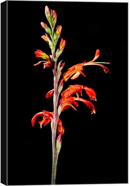 Common Snakeflower (Tritoniopsis antholyza) Iris Family on black Canvas Print by Neil Overy