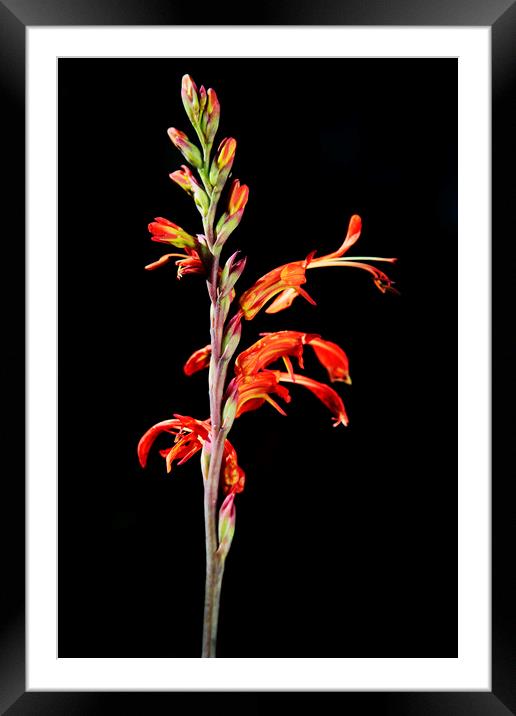 Common Snakeflower (Tritoniopsis antholyza) Iris Family on black Framed Mounted Print by Neil Overy