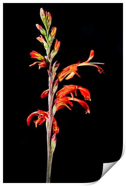 Common Snakeflower (Tritoniopsis antholyza) Iris Family on black Print by Neil Overy