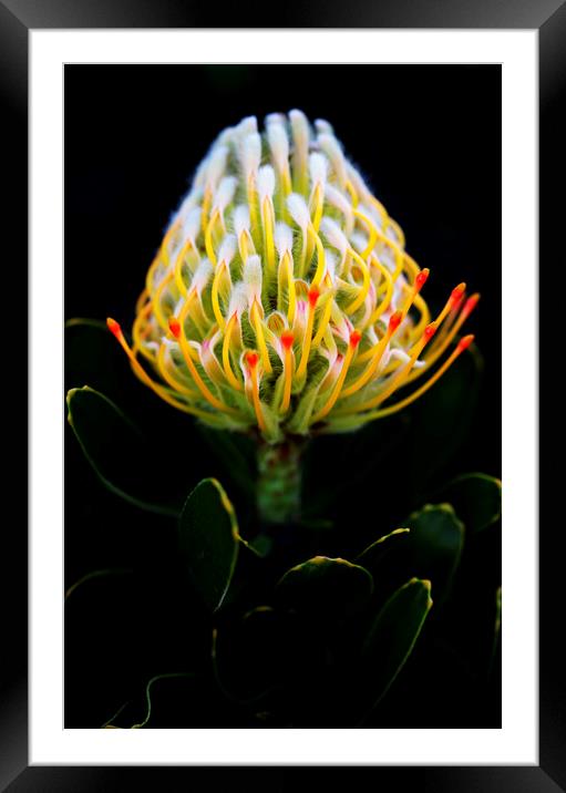 Warty-Stemmed Pincushion Protea on black Framed Mounted Print by Neil Overy