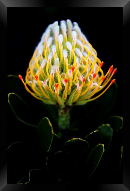 Warty-Stemmed Pincushion Protea on black Framed Print by Neil Overy