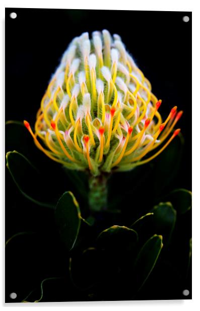 Warty-Stemmed Pincushion Protea on black Acrylic by Neil Overy