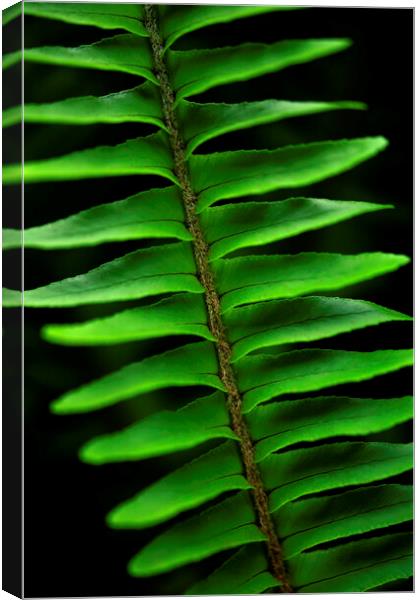 Lush green fern on black Canvas Print by Neil Overy