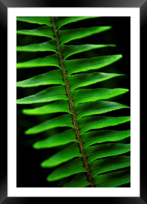 Lush green fern on black Framed Mounted Print by Neil Overy