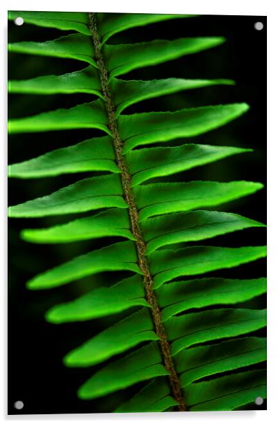 Lush green fern on black Acrylic by Neil Overy