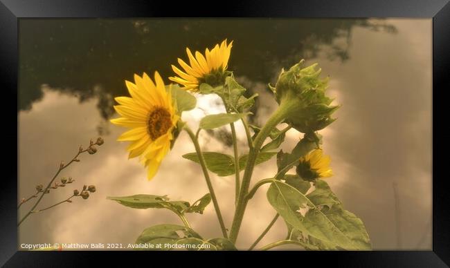 Water flowers Framed Print by Matthew Balls