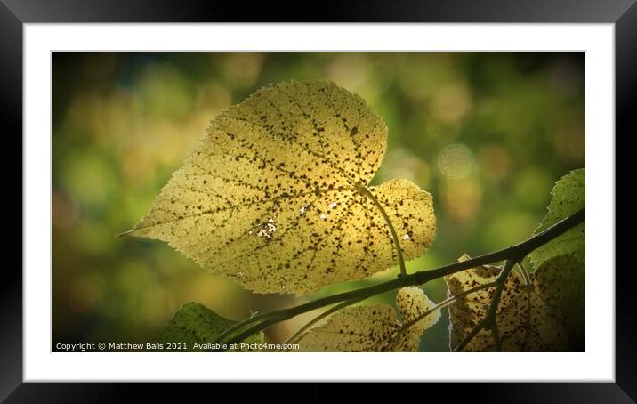 Autumnal Leaves Framed Mounted Print by Matthew Balls