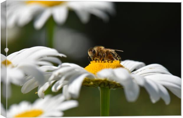 Bee on a daisy flower Canvas Print by Stan Lihai