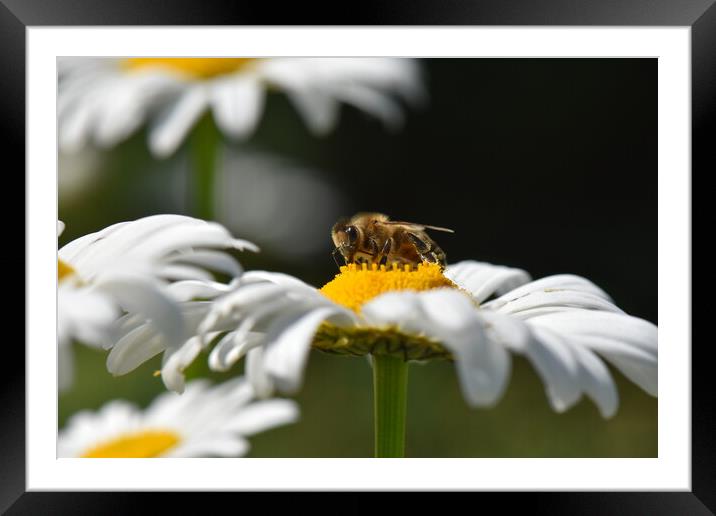 Bee on a daisy flower Framed Mounted Print by Stan Lihai