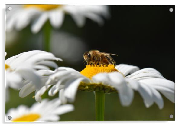 Bee on a daisy flower Acrylic by Stan Lihai