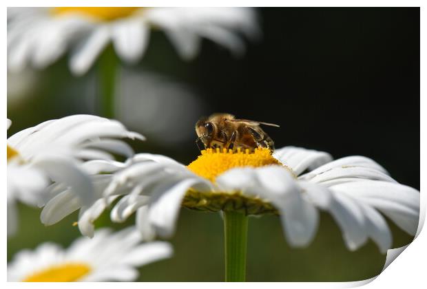 Bee on a daisy flower Print by Stan Lihai