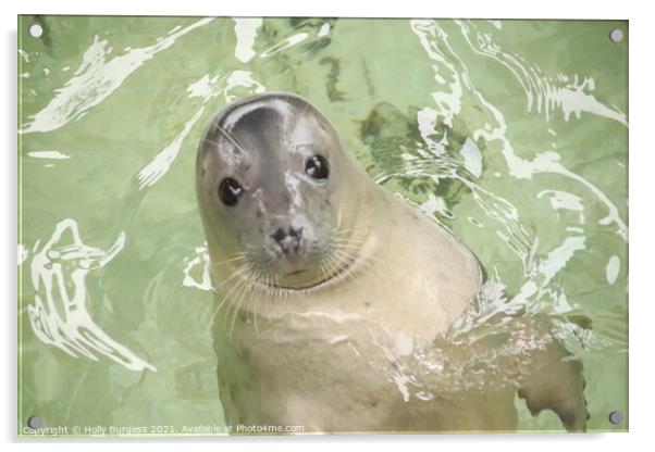 Grey Seal Acrylic by Holly Burgess