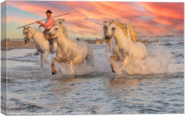 Galloping Splendour: Camargue's White Horses Canvas Print by Holly Burgess