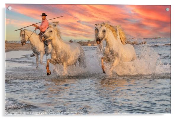 Galloping Splendour: Camargue's White Horses Acrylic by Holly Burgess