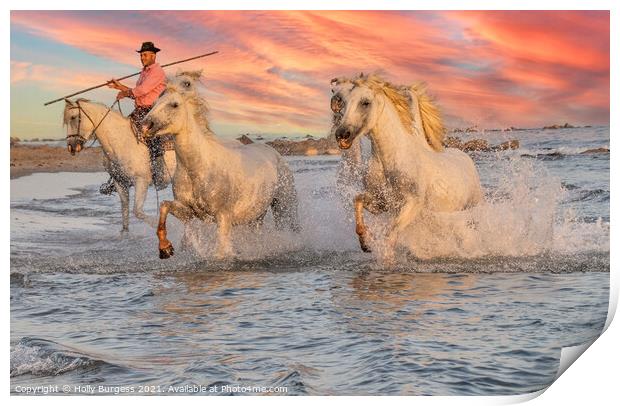 Galloping Splendour: Camargue's White Horses Print by Holly Burgess