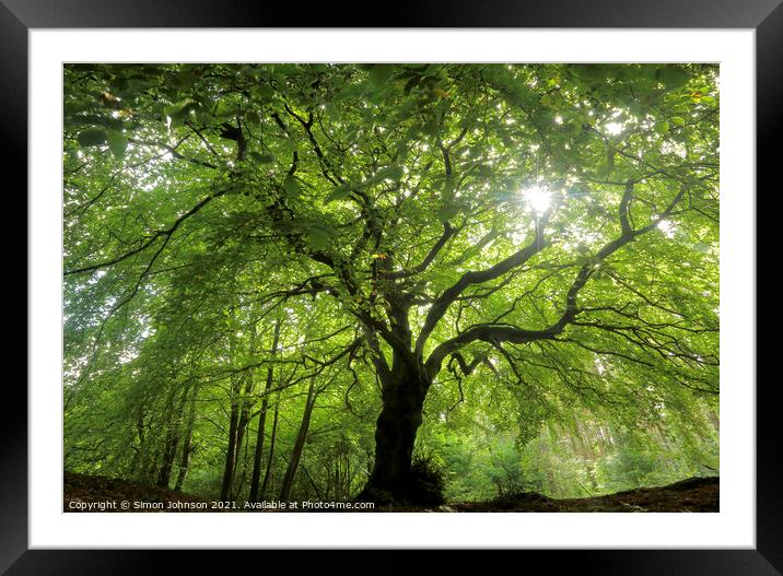 sunlit Beech tree profile Framed Mounted Print by Simon Johnson