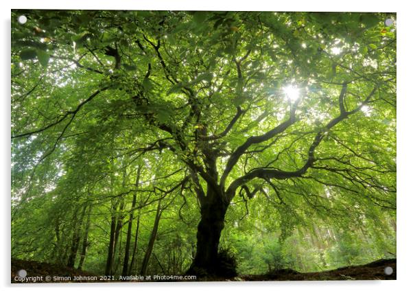 sunlit Beech tree profile Acrylic by Simon Johnson