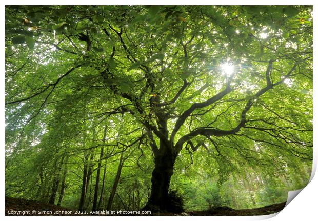 sunlit Beech tree profile Print by Simon Johnson
