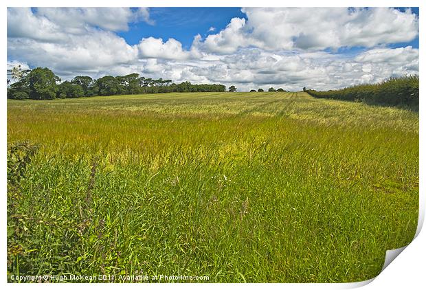 Landscape, ripening field of barley, Brydekirk, Sc Print by Hugh McKean
