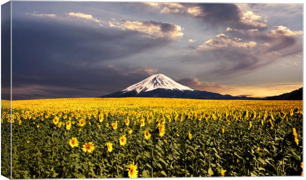 Sunflowers field with Fuji mountain background. Canvas Print by Guido Parmiggiani