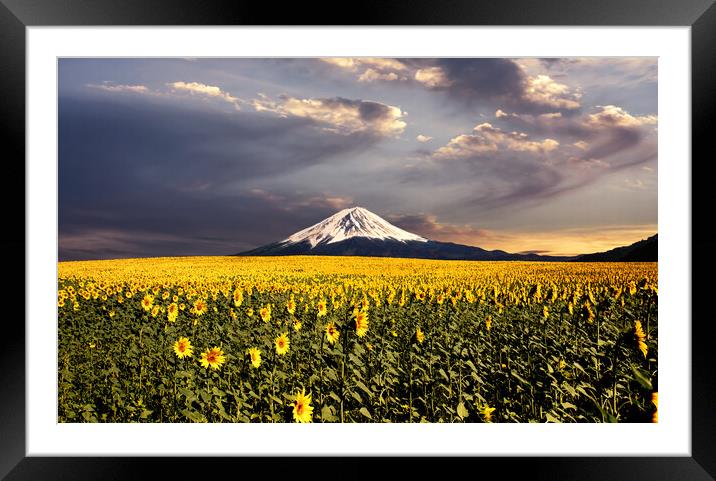Sunflowers field with Fuji mountain background. Framed Mounted Print by Guido Parmiggiani