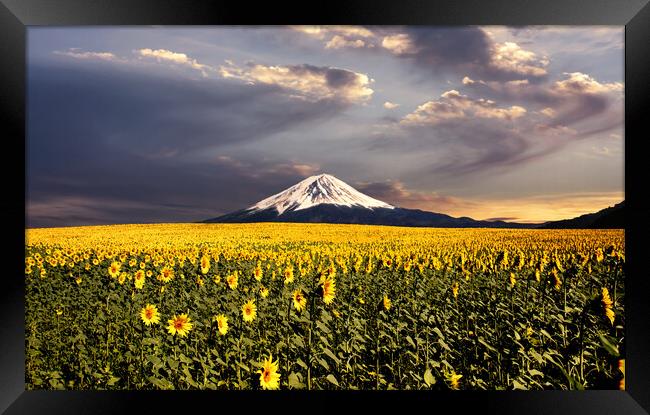 Sunflowers field with Fuji mountain background. Framed Print by Guido Parmiggiani