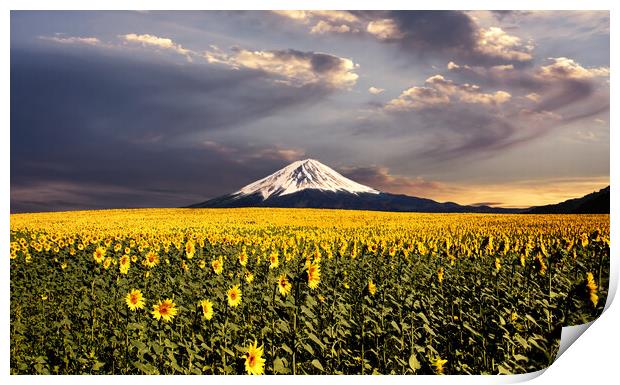 Sunflowers field with Fuji mountain background. Print by Guido Parmiggiani