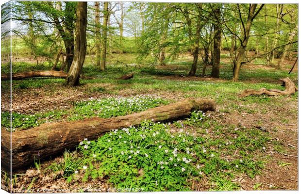 Wood Anemones Woodland Canvas Print by Diana Mower