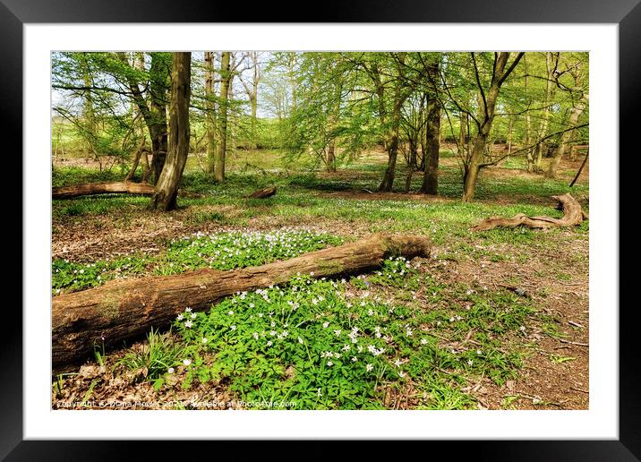 Wood Anemones Woodland Framed Mounted Print by Diana Mower