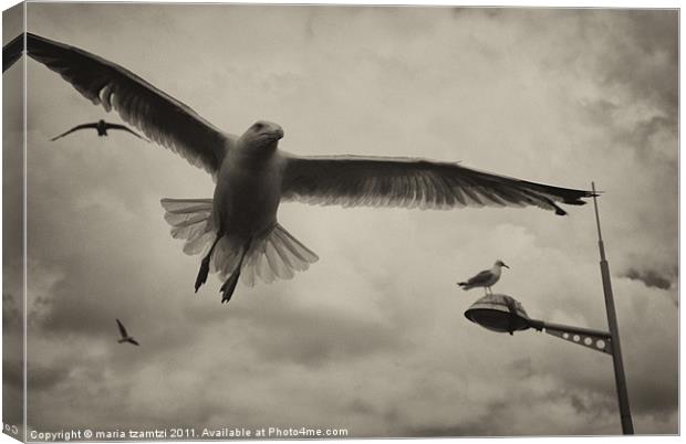 Gulls Canvas Print by Maria Tzamtzi Photography