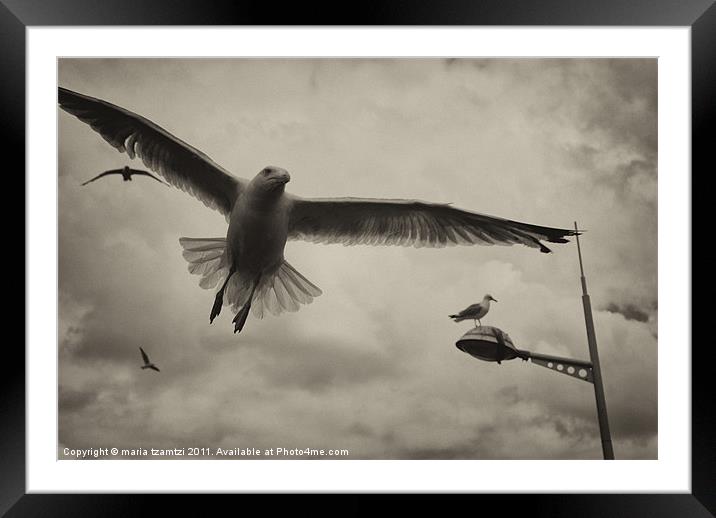 Gulls Framed Mounted Print by Maria Tzamtzi Photography