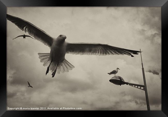 Gulls Framed Print by Maria Tzamtzi Photography