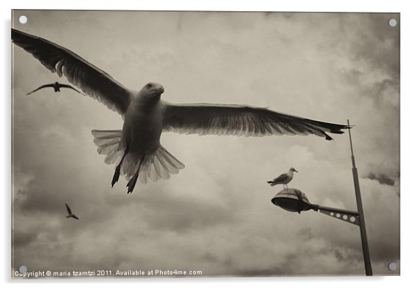 Gulls Acrylic by Maria Tzamtzi Photography