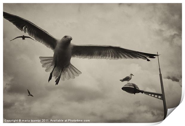 Gulls Print by Maria Tzamtzi Photography