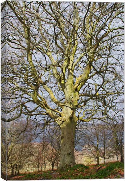 Ancient Beech Tree Canvas Print by Jacqi Elmslie