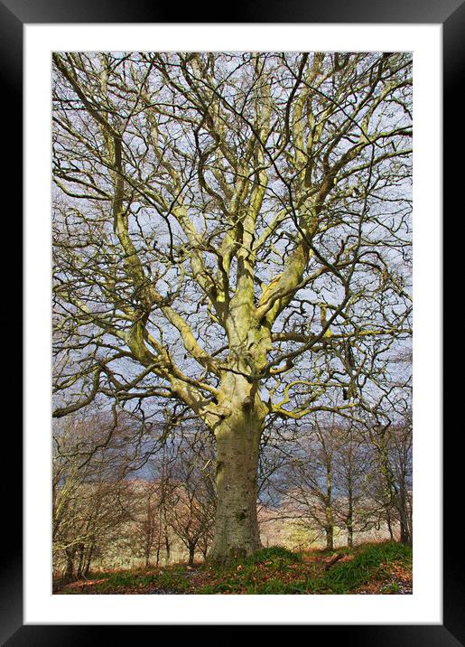 Ancient Beech Tree Framed Mounted Print by Jacqi Elmslie