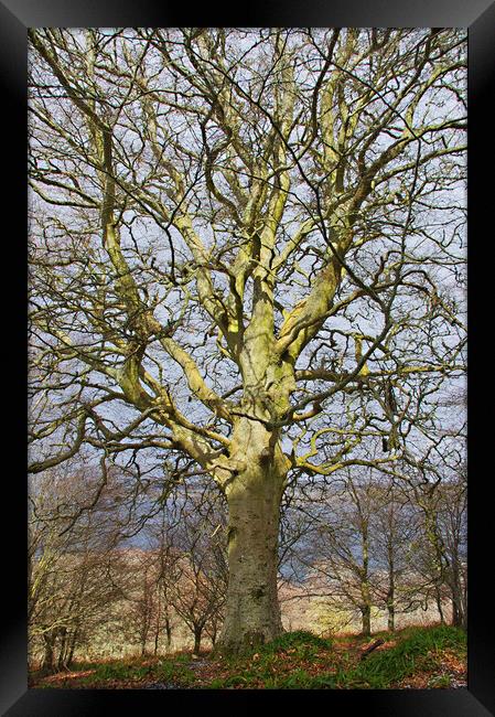 Ancient Beech Tree Framed Print by Jacqi Elmslie