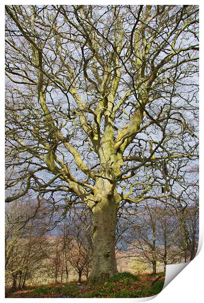Ancient Beech Tree Print by Jacqi Elmslie
